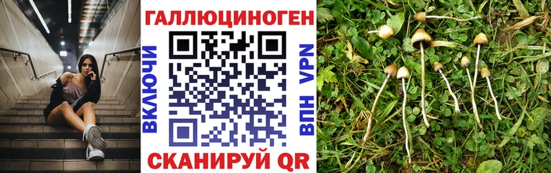 hydra ссылки  Нерехта  Галлюциногенные грибы Psilocybine cubensis 